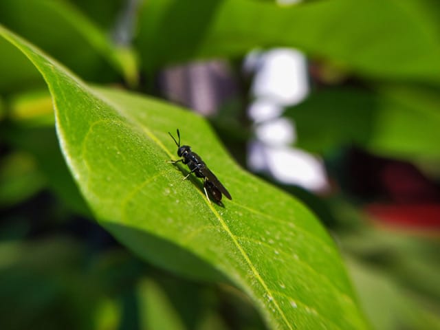 A black fly on a leave